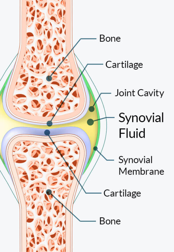 Joint Genesis - Imagen 4